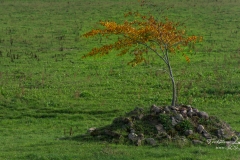 The tree in the meadow