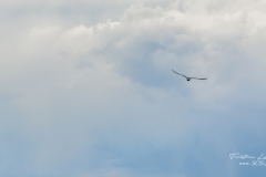 Vättern Fågel
